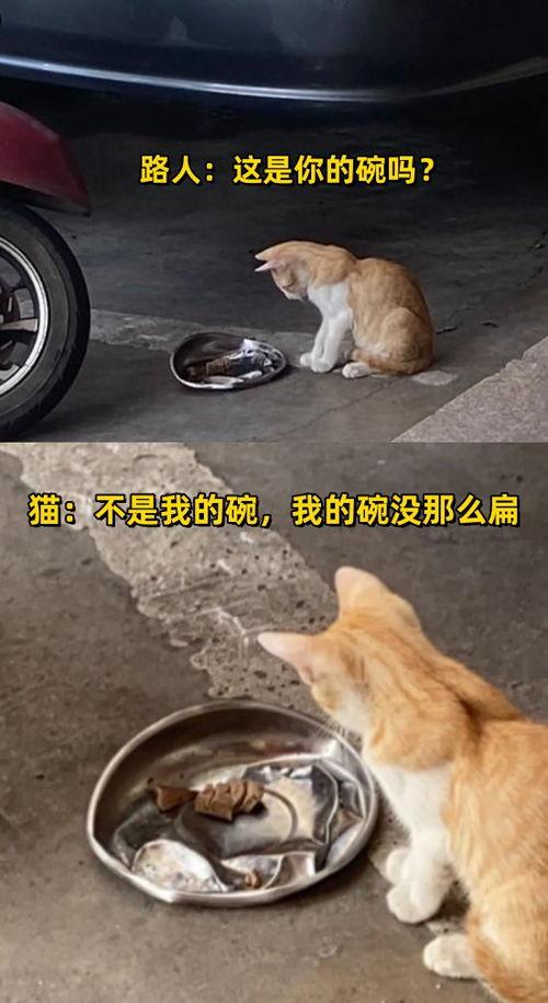 猫和老婆吃大瓜视频播放,视频播放引发网友热议