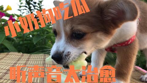 吃瓜小狗拍照视频大全集,萌态百出视频大全集