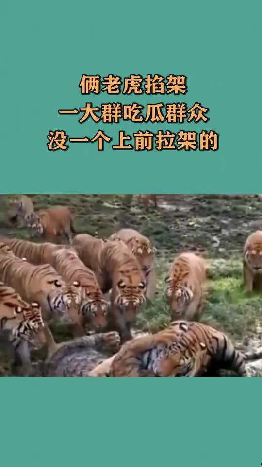 大虎瓜怎么吃才好吃视频,视频揭秘最佳食用方法