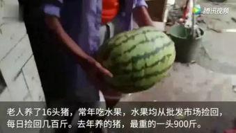 有个吃瓜的视频,一场网络视频的狂欢