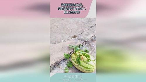 树叶吃瓜全过程视频大全,揭秘植物界的神奇食瓜全过程